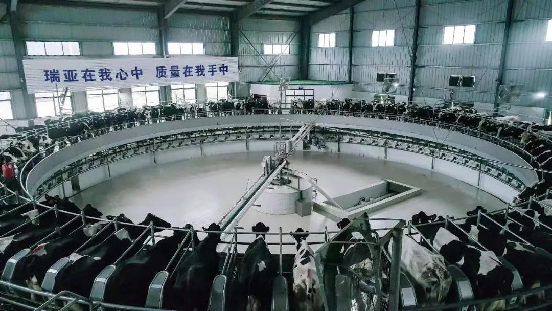 快訊 | 駐馬店市委副書記、市長李躍勇一行蒞臨花花牛乳業(yè)集團(tuán)平輿瑞亞牧場調(diào)研